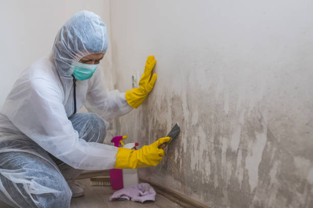 Best Commercial Mold Inspection  in Battlement Mesa, CO